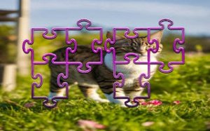 Feline Photo Slider Challenge