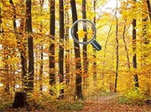 Golden Leaf Hidden Object Challenge
